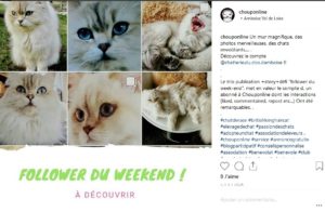 creer un buzz pour association chouponline follower du we 1