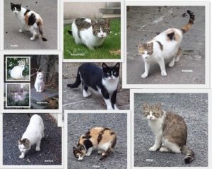 benevole-chats-errants-chouponline-prenom-2048x1638-min-min