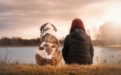 Manque de communication en association canine : quel impact ?