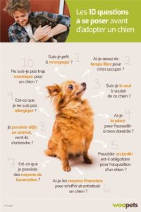 Manque de communication en association canine chouponline bonne pratique adoption 2