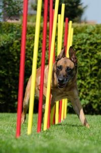 Manque de communication en association canine chouponline slalom