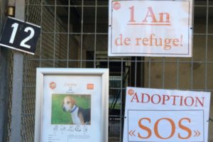 Manque de communication en association canine chouponline trop longtemps au refuge