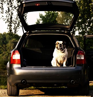 association animaux abandonnés abandon animaux de compagnie chouponline voiture