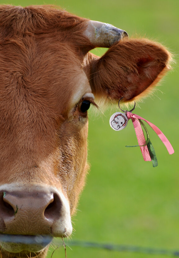 chouponline à l'oreille d'une vache